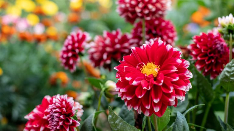 Dahlia flowers