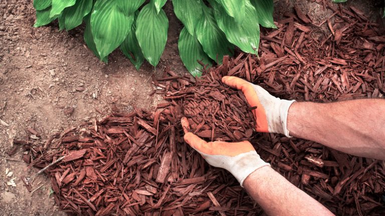 Person adding mulch to garden