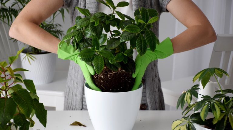 Person holding Gardenia pot plant