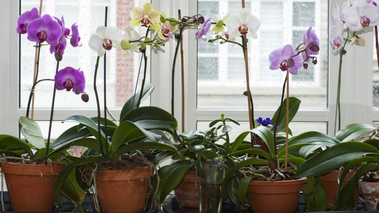 Growing orchids indoors in pots