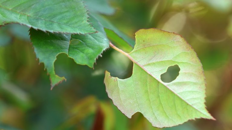 slug damage on rose leaves