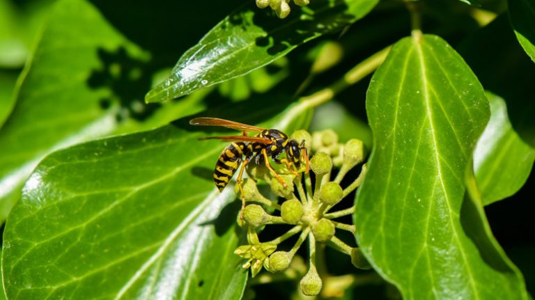 Yellowjackets on flower