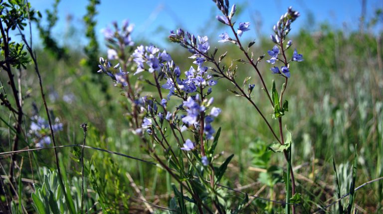 Stems and blue blooms of speedwell