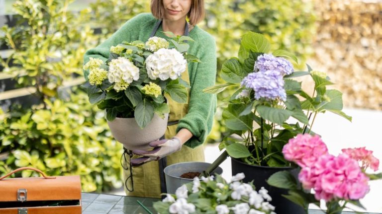 Gardener planting hydrangeas in pot