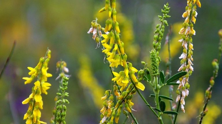 Yellow sweet clover growing wild