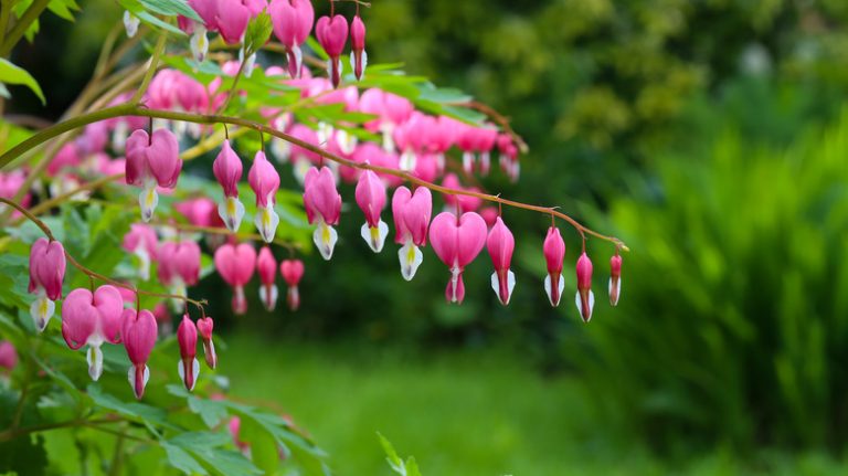 pink bleeding hearts