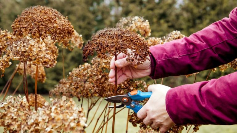 pruning panicle hydrangeas