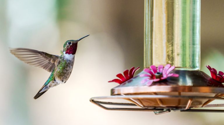 hummingbird at feeder