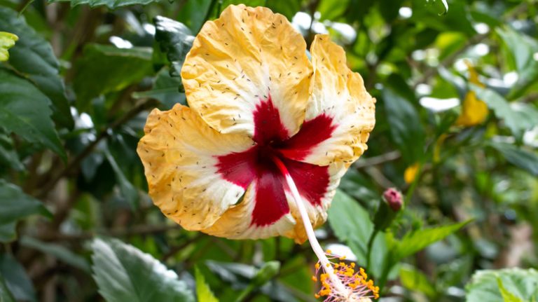 Pest infestation on yellow hibiscus flower