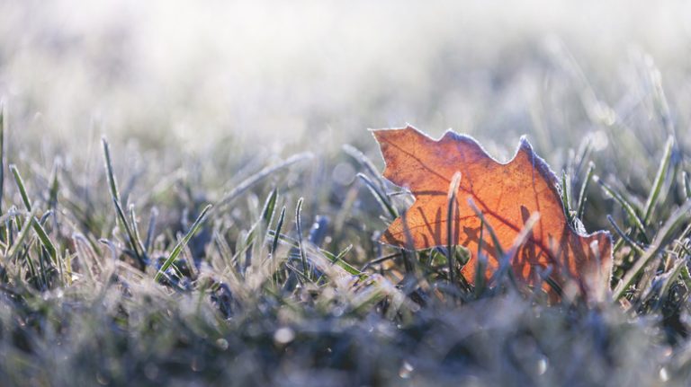 Upclose of frozen grass