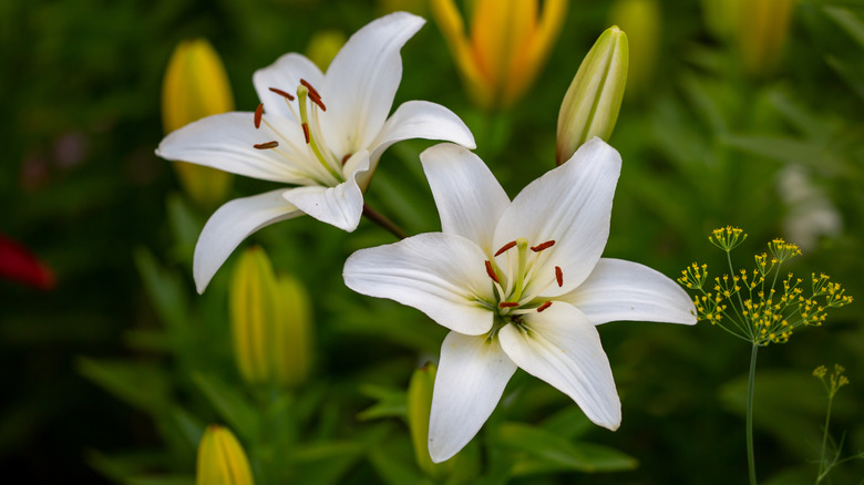 White lilies in garden