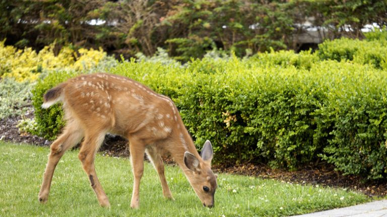 Deer in garden