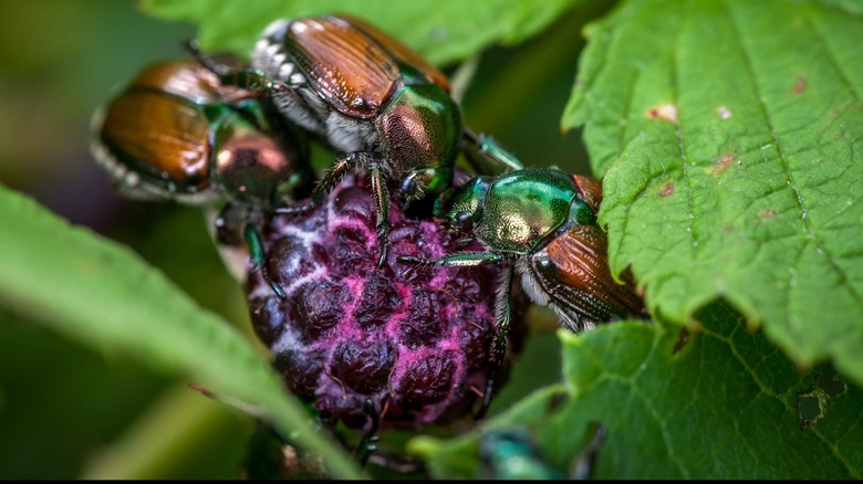 Japanese beetles on raspberry plant