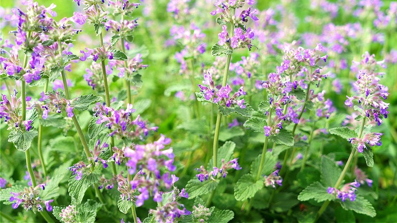 Catmint growing in garden