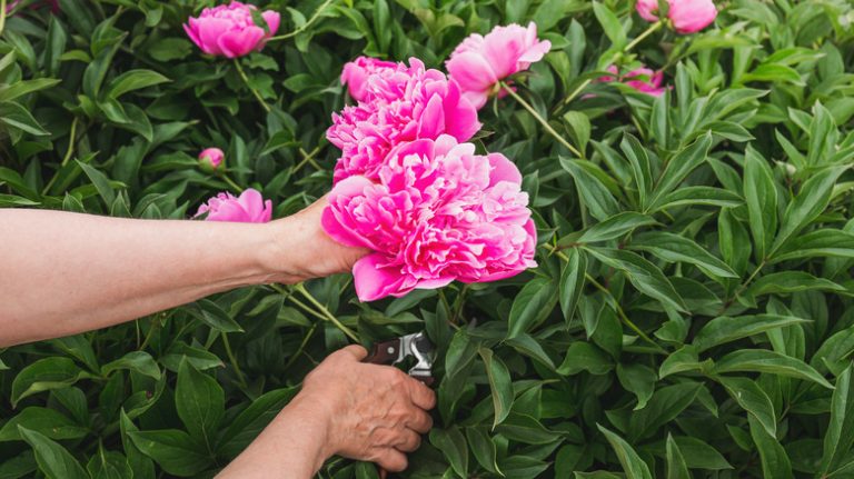 person pruning pink peonies