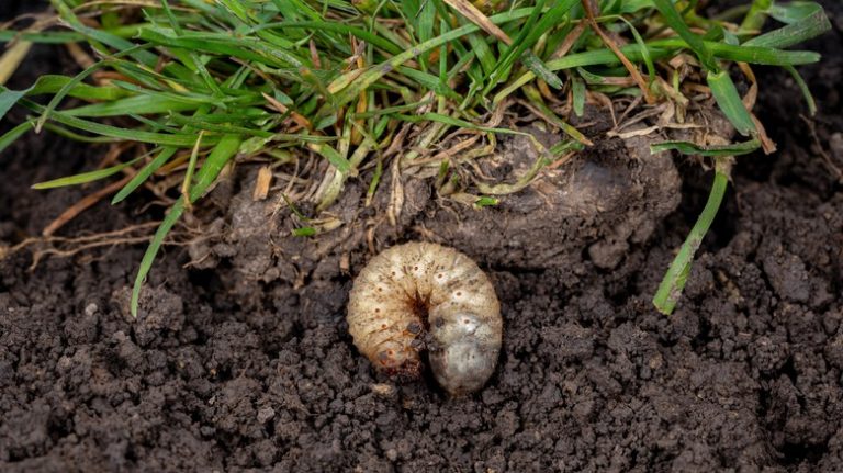 grub in lawn