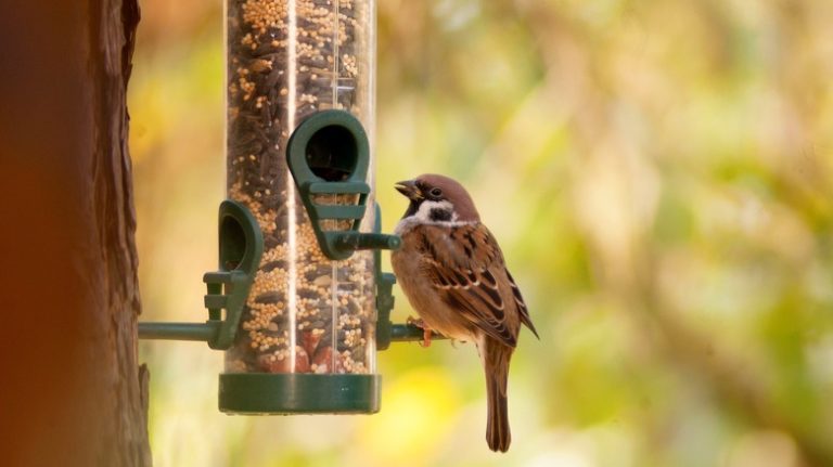 bird at bird feeder