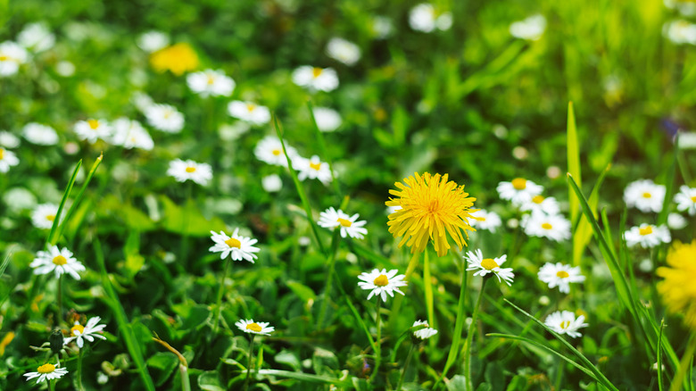 daisies in lawn