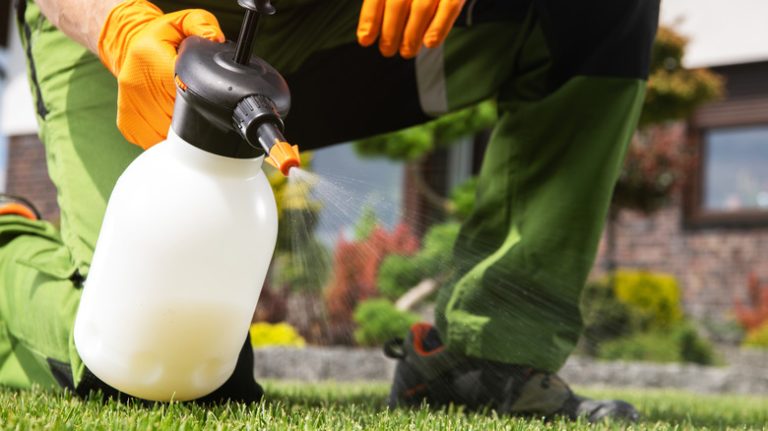 person spraying weeds