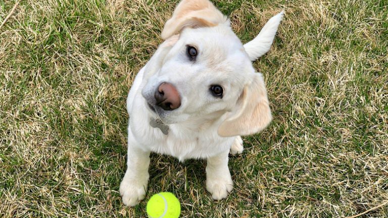 Dog sitting on patching grass