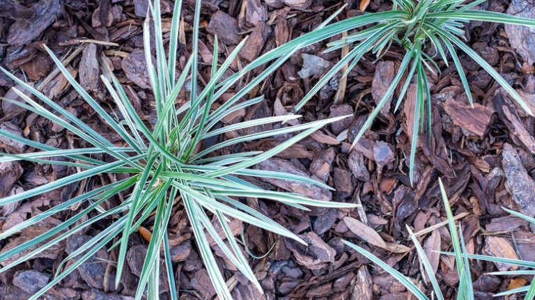 Aztec grass on ground