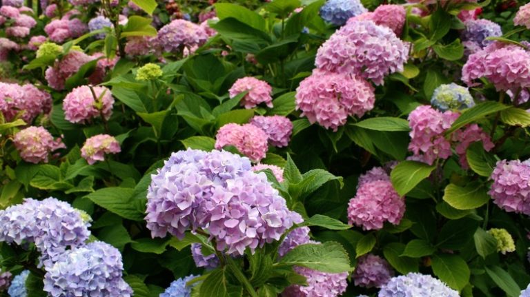 hydrangeas leaves