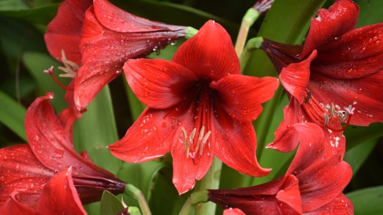 Amaryllis flowers