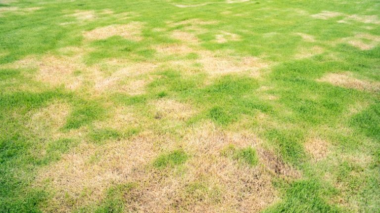 Green lawn with brown patches