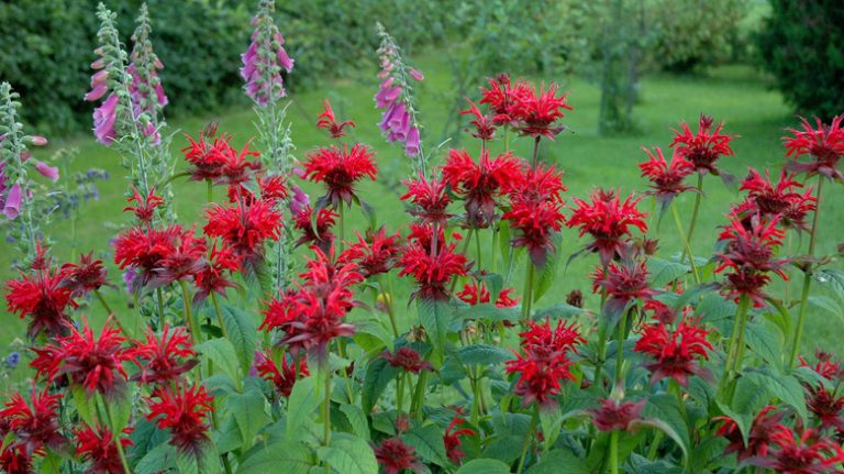 bee balm in the garden