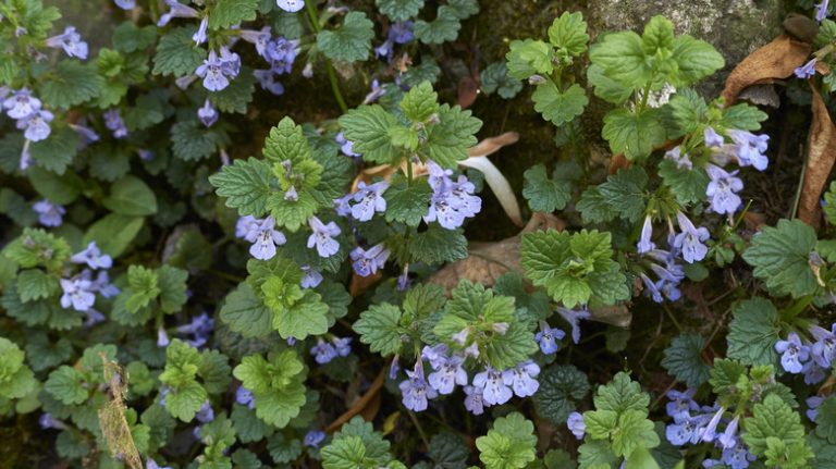 creeping charlie plant