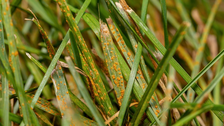 How to Stop Lawn Rust with Nitrogen Fertilizer - Global Ideas