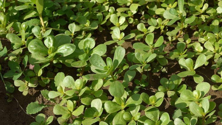 Purslane plant