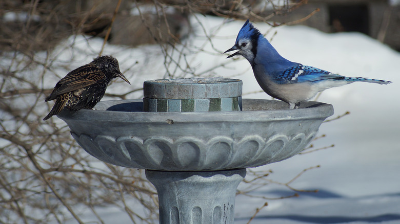 How to Stop Your Bird Bath from Freezing in Winter - Global Ideas