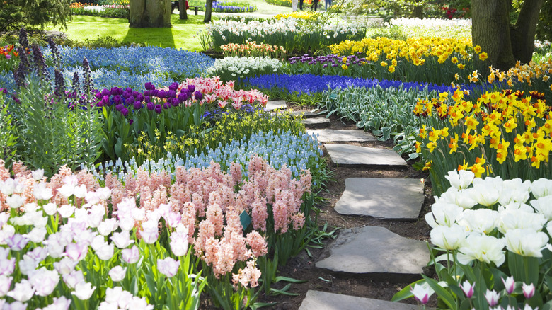 An assortment of bulb flowers