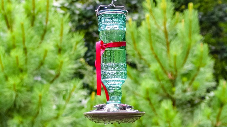 hummingbirds at red feeder