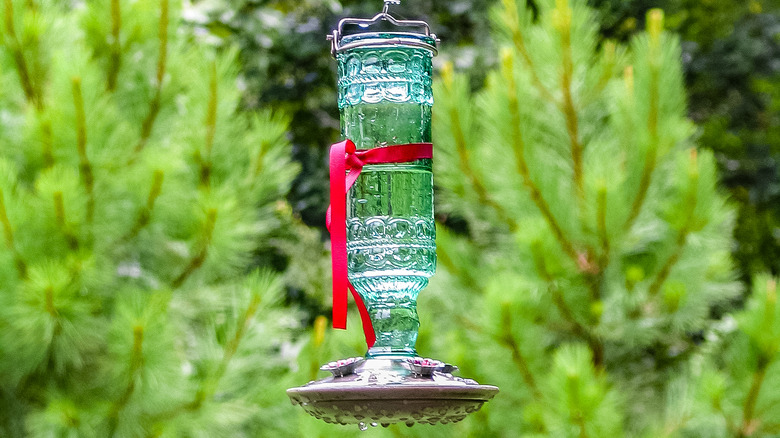 hummingbirds at red feeder