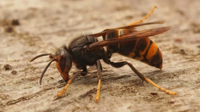 Close up of wasp