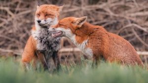 two red foxes laughing