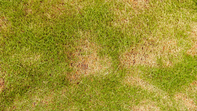 lawn with brown spot