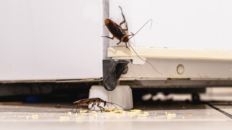 Cockroaches on refrigerator