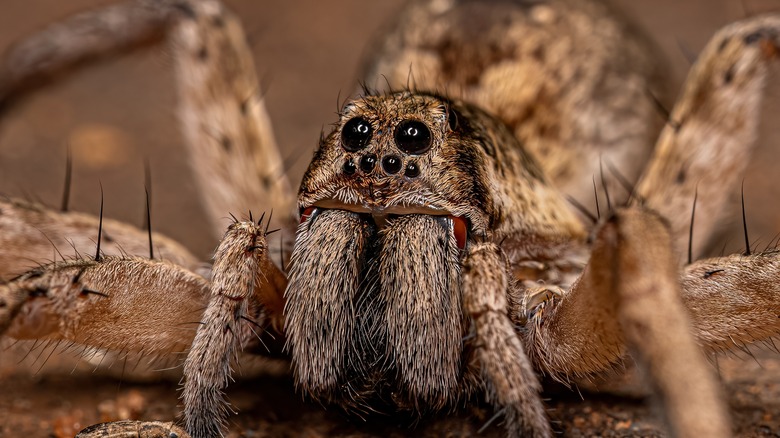 close up of wolf spider