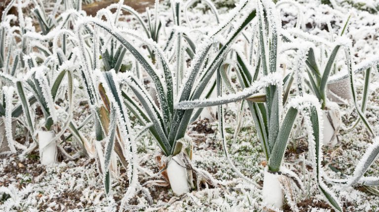 frost on garden plants