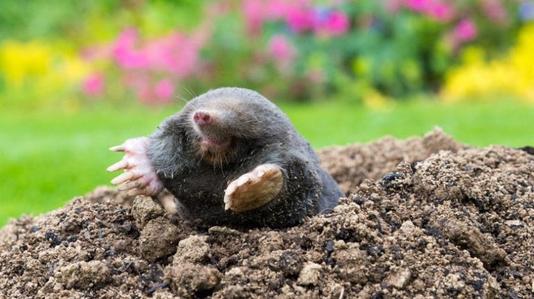 mole in yard