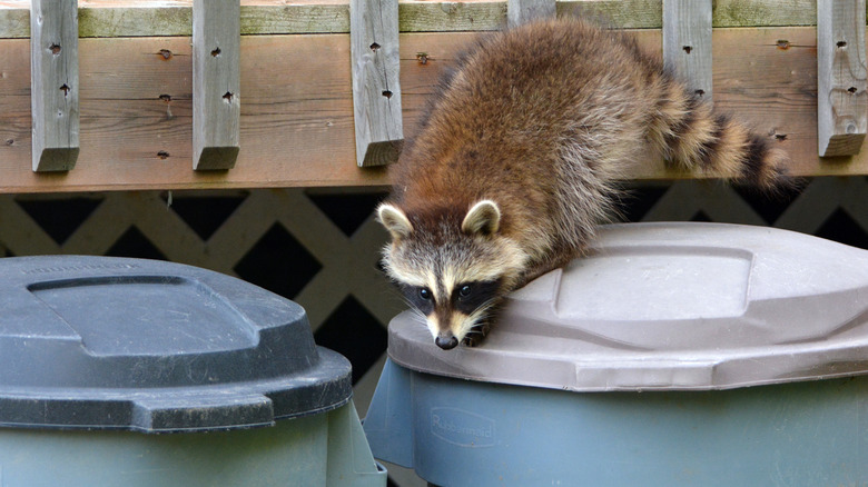 raccoon on garbage can lid