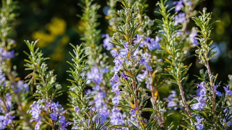 Rosemary leaves