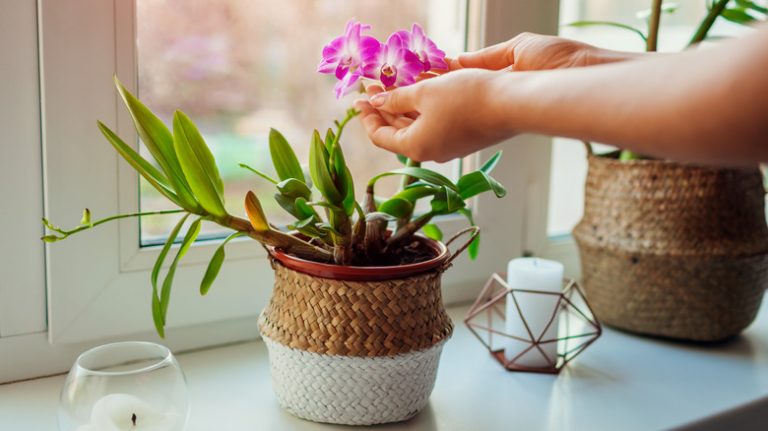 woman tending to orchid plant