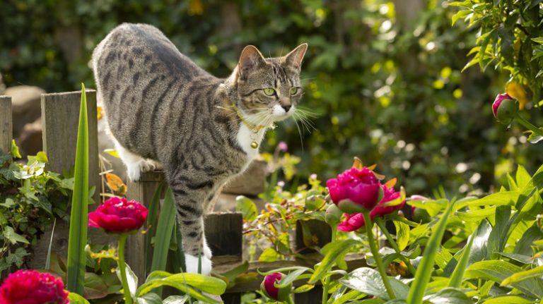 cat in rose garden
