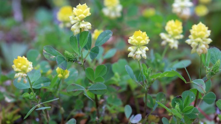 black medic plant in garden