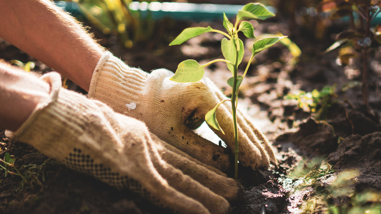 Planting new garden plant