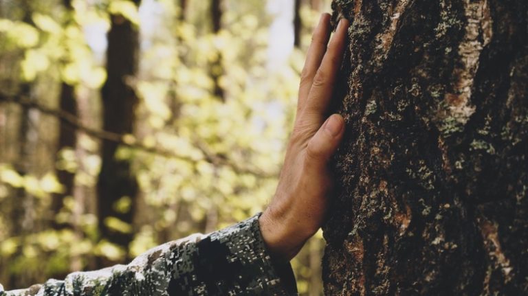 Hand on tree trunk